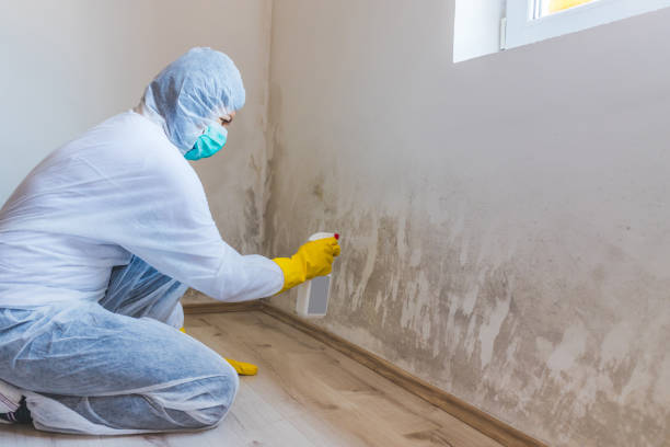 Mold Remediation specialist working in Cross Fork