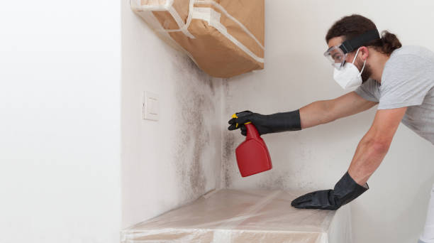 Basement Mold Remediation treatment on basement walls in Cross Fork