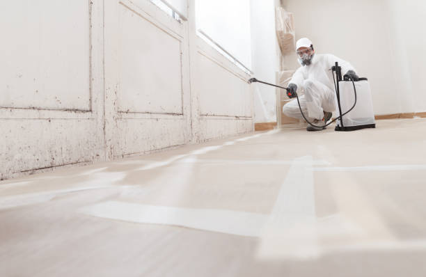 Black mold remediation team in Cross Fork