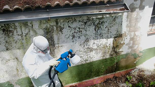 Mold Removal service in Cross Fork